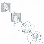 levin_W-rose-pencil-layout