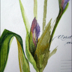 iris bud detail