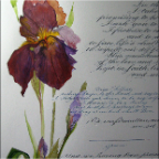 iris document after detail