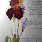 iris before detail