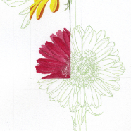gerbera_project-color blocking phase