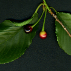 yoshino cherries in summer 2 08