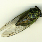 cicada - bird's eye view