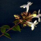 White Abelia 1