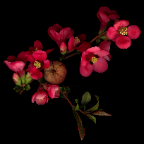 chaenomeles (flowering quince)