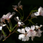 cherry blossom end_2007