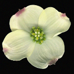 cornus florida (dogwood) - bracts and center flower