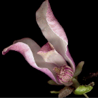 magnolia x jane (detail)