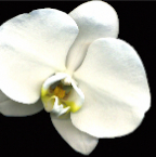 White Orchid portrait