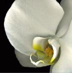 White Orchid profile