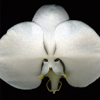 Shy White Orchid